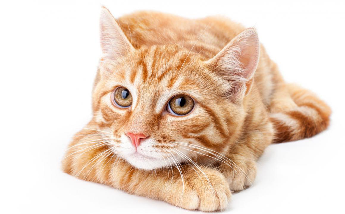 Mon chat a un comportement &eacute;trange : &eacute;motions et attitude