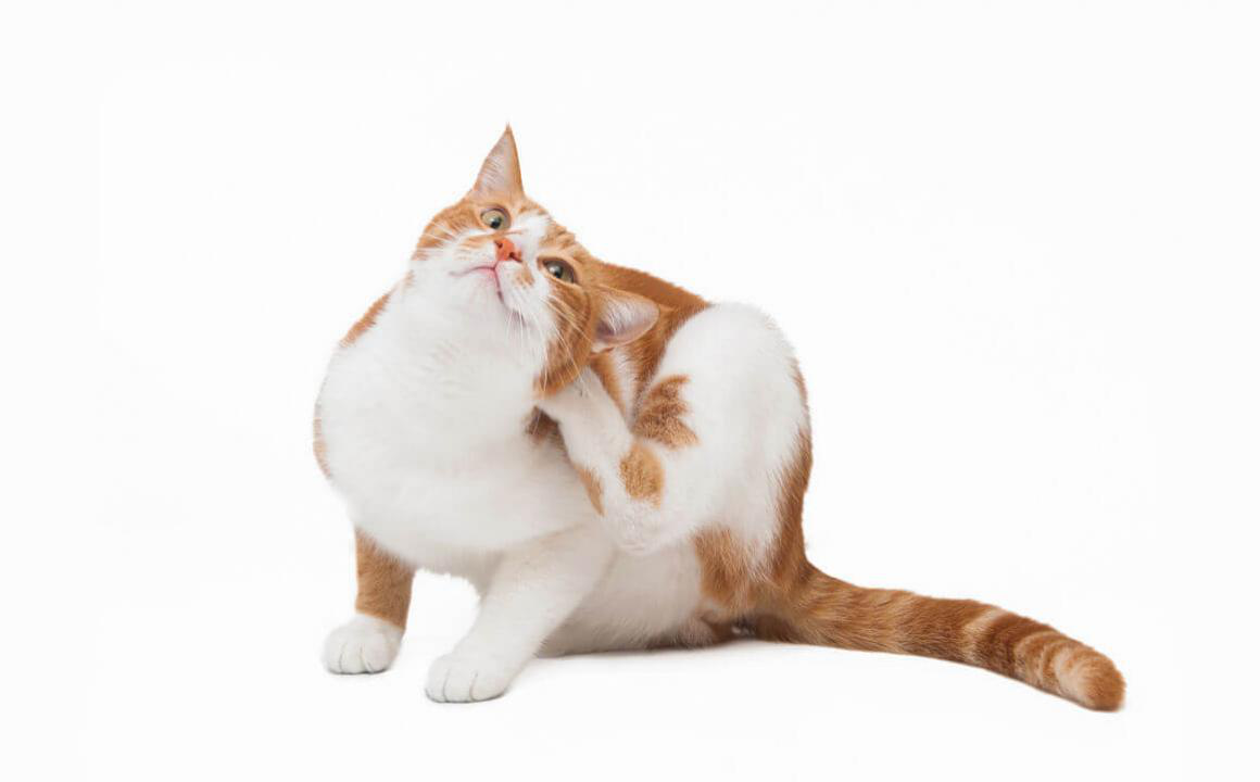 7 maladies de peau du chat