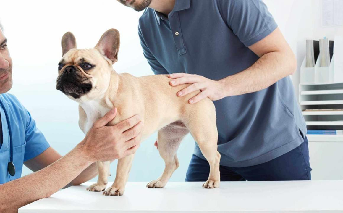 Insufficienza renale cani