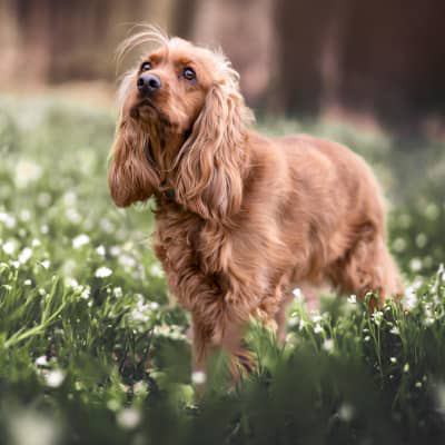 Maladie de Cushing chez le chien : signes et traitements