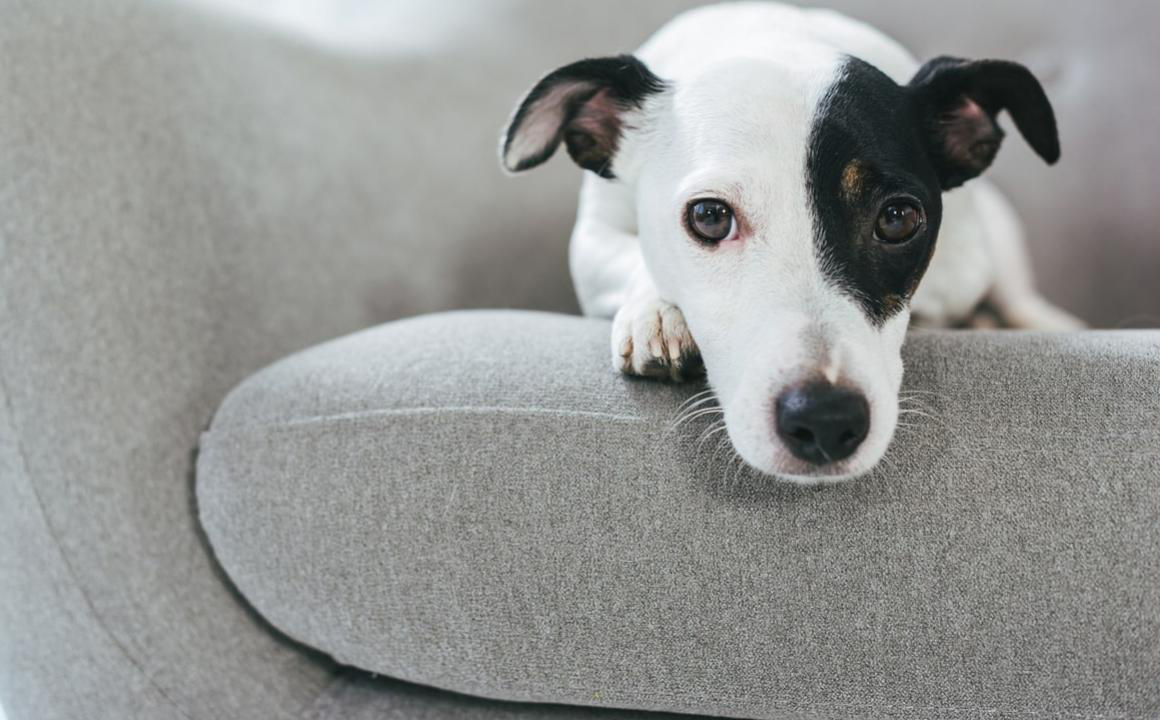 &Eta;&rho;&epsilon;&mu;&iota;&sigma;&tau;&iota;&kappa;ά &gamma;&iota;&alpha; &sigma;&kappa;ύ&lambda;&omicron;&upsilon;&sigmaf; &kappa;&alpha;&iota; ό,&tau;&iota; &chi;&rho;&epsilon;&iota;ά&zeta;&epsilon;&tau;&alpha;&iota; &nu;&alpha; &gamma;&nu;&omega;&rho;ί&zeta;&omicron;&upsilon;&mu;&epsilon; &pi;&rho;&iota;&nu; &tau;&eta;&nu; &chi;&rho;ή&sigma;&eta; &tau;&omicron;&upsilon;&sigmaf;