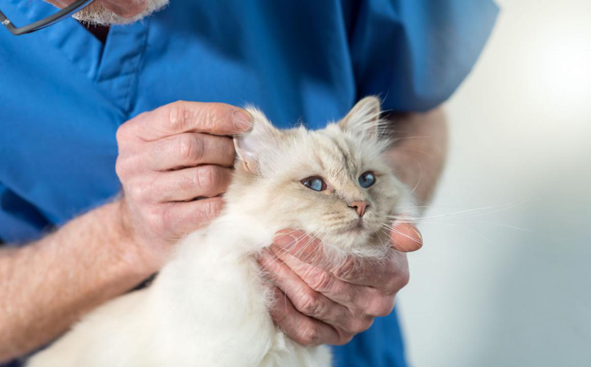 Gato con las orejas calientes: &iquest;a qu&eacute; se debe?