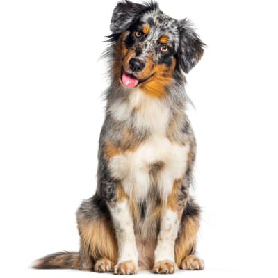 &iquest;C&oacute;mo actuar si mi perro tiene lombrices blancas y defeca gusanos vivos?