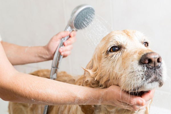 &Pi;ώ&sigmaf; &nu;&alpha; &kappa;ά&nu;&epsilon;&tau;&epsilon; &mu;&pi;ά&nu;&iota;&omicron; έ&nu;&alpha; &sigma;&kappa;ύ&lambda;&omicron; &sigma;&tau;&omicron; &sigma;&pi;ί&tau;&iota;;