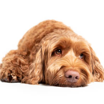 Giardia bij honden: symptomen, behandeling en preventie
