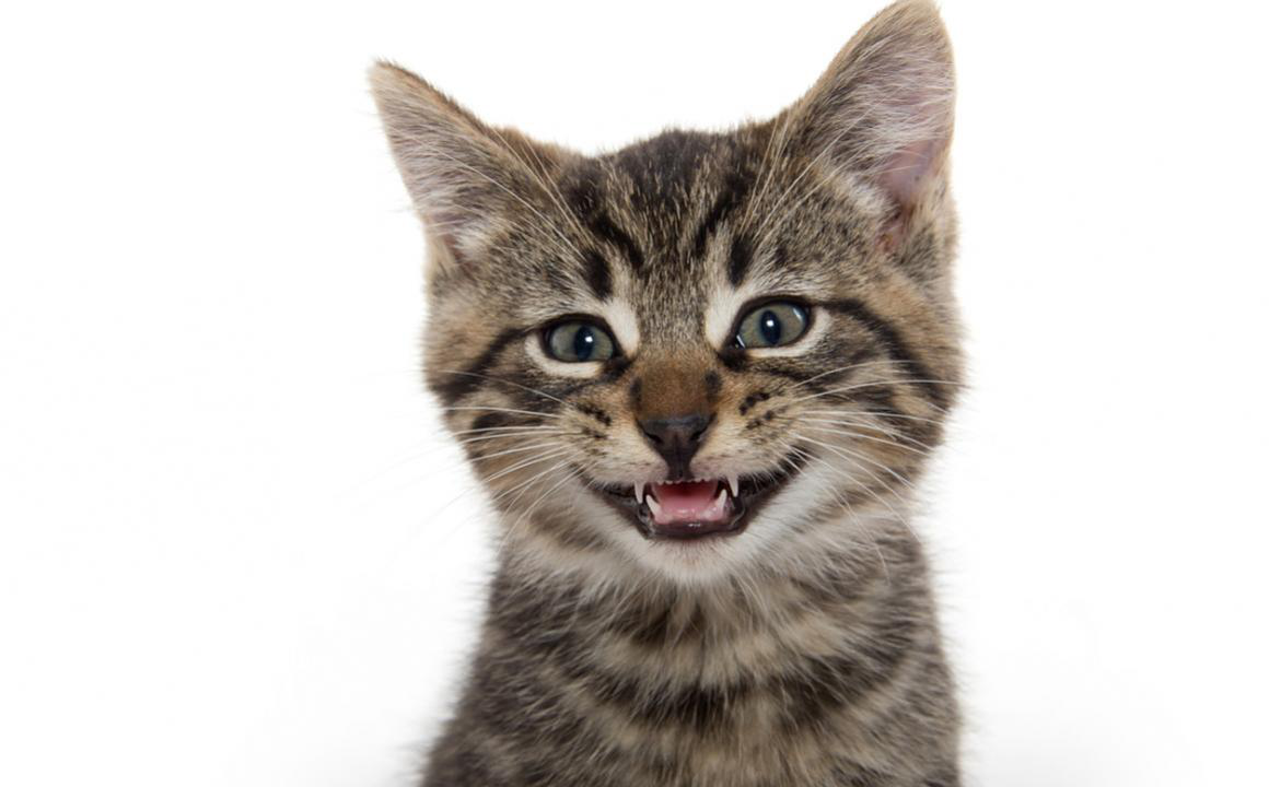 Dientes de leche en gatos: Todo lo que tienes que saber