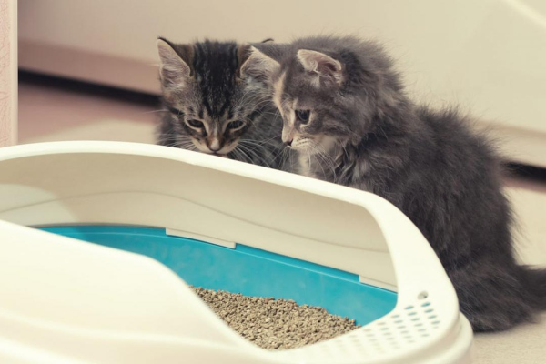 KEDİ KAKASI: SİYAH, BEYAZ VEYA YEŞİL KAKA İ&Ccedil;İN &Ccedil;&Ouml;Z&Uuml;MLER