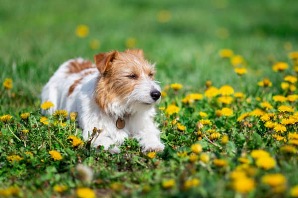 L'&oelig;d&egrave;me pulmonaire chez le chien : signes et traitements