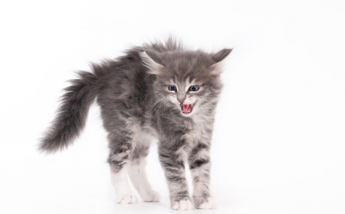 Perch&eacute; il gatto ha il pelo dritto sulla schiena?