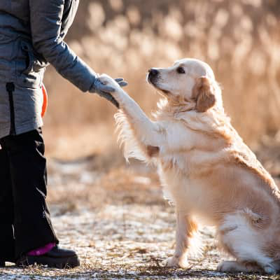 &iquest;C&oacute;mo elegir un buen educador canino?