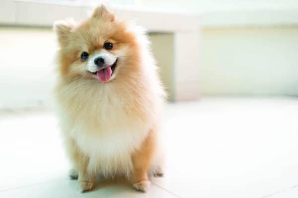 Pomeranian