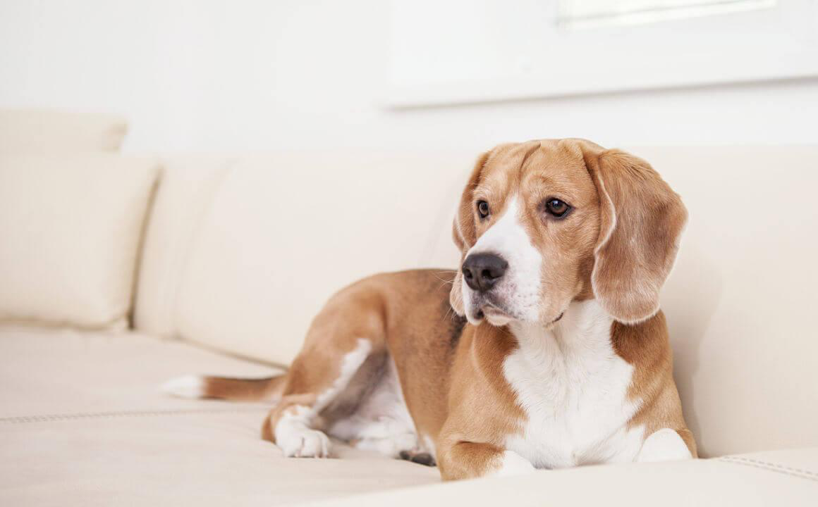 Come evitare il colpo di calore nel cane