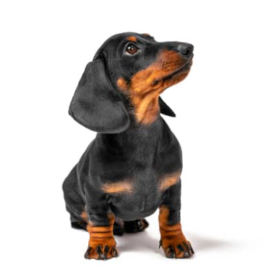 S&iacute;ntomas de la leishmaniosis en perros: todo lo que debes saber