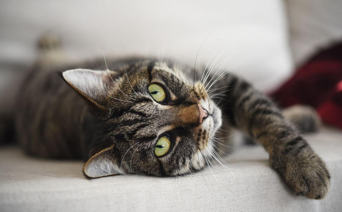 C&oacute;mo limpiar las orejas de tu gato