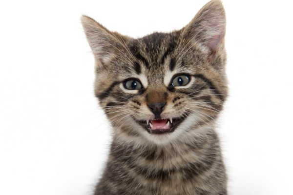 Dents de chez le chat : explications et pr&eacute;cautions