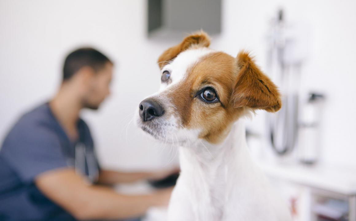 Bolle sotto pelle nel cane: cause e trattamento
