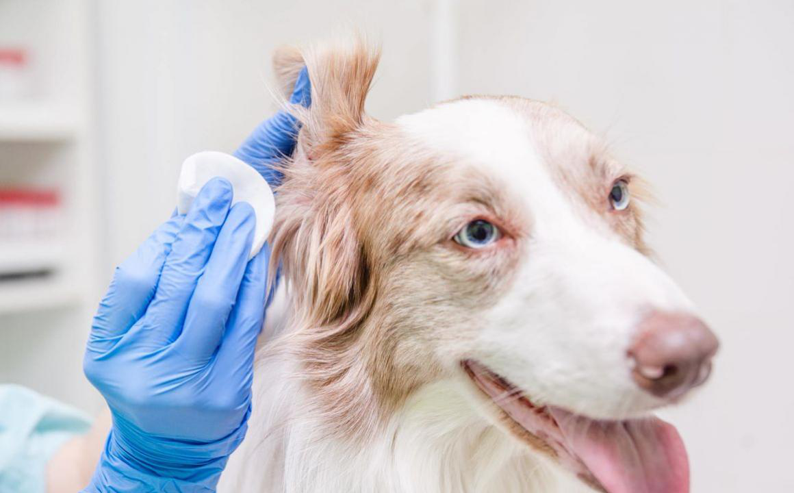 Parassiti dei cani: quali sono i pi&ugrave; comuni e come evitarli