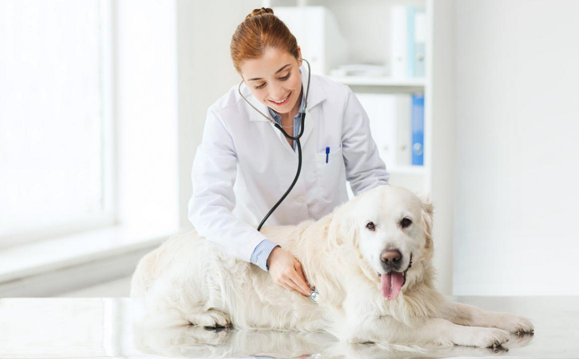 Toux chez le chien : causes et pr&eacute;cautions &agrave; prendre