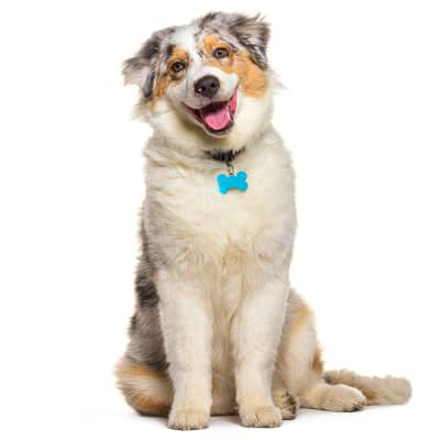 Convulsiones en perros: &iquest;Qu&eacute; hacer?