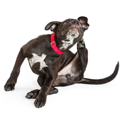 K&Ouml;PEKLERDE CİLT HASTALIKLARI NASIL &Ouml;NLENİR VE TEDAVİ EDİLİR