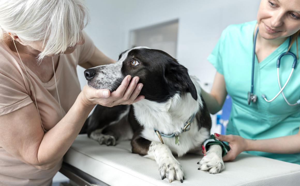 Orugas y perros: qu&eacute; debes saber