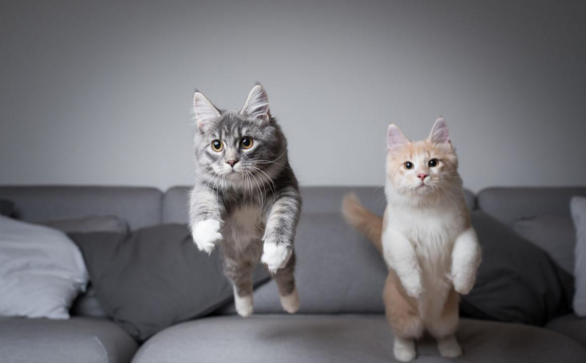 &iquest;Como juntar a dos gatos en casa?