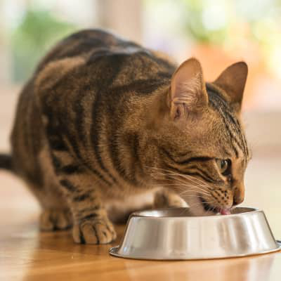 Alimentation des chats : Qu&rsquo;est-ce que mon chat mange !