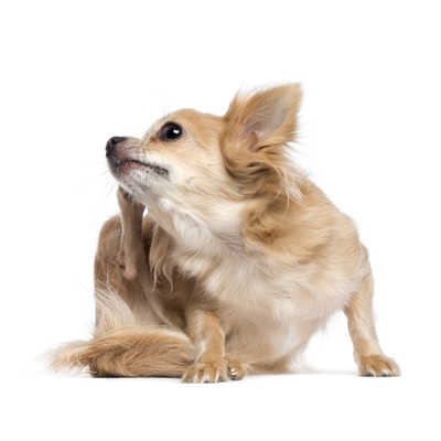 Reacci&oacute;n al&eacute;rgica en perros: &iquest;c&oacute;mo reconocerla?