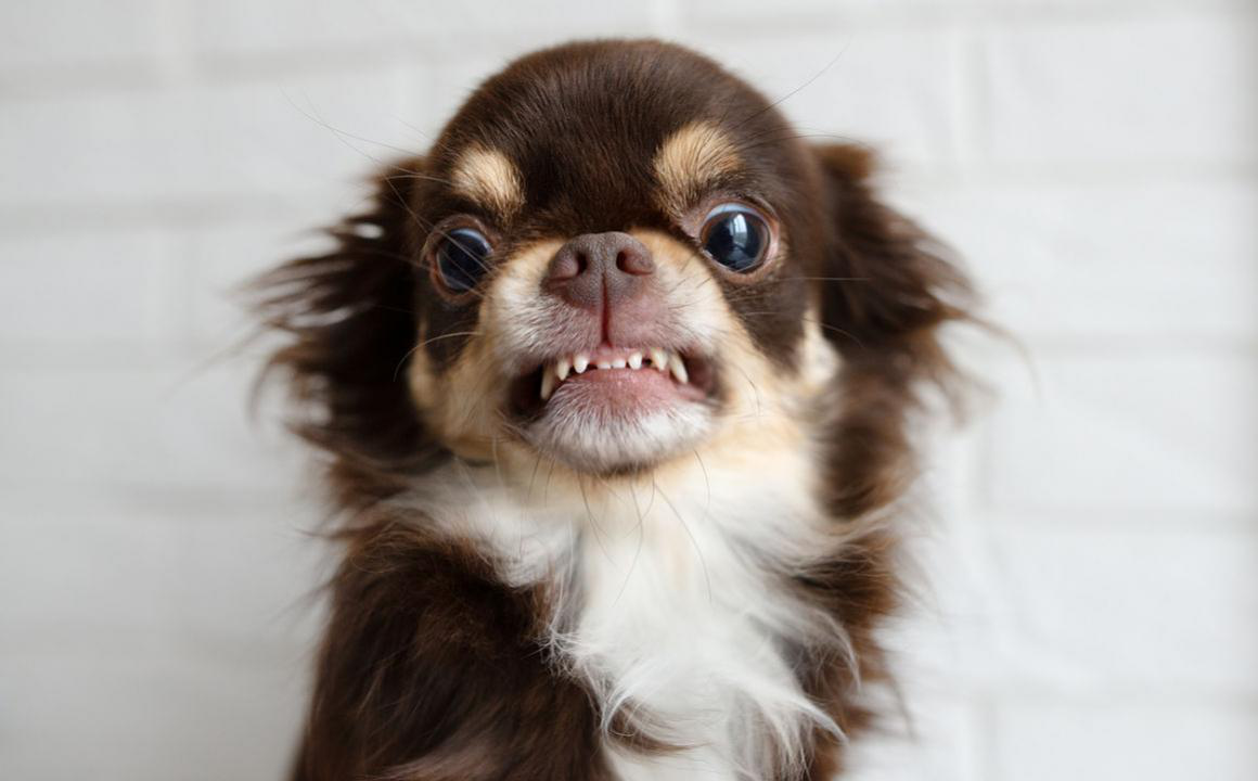 Il mio cane mi ringhia, che faccio?