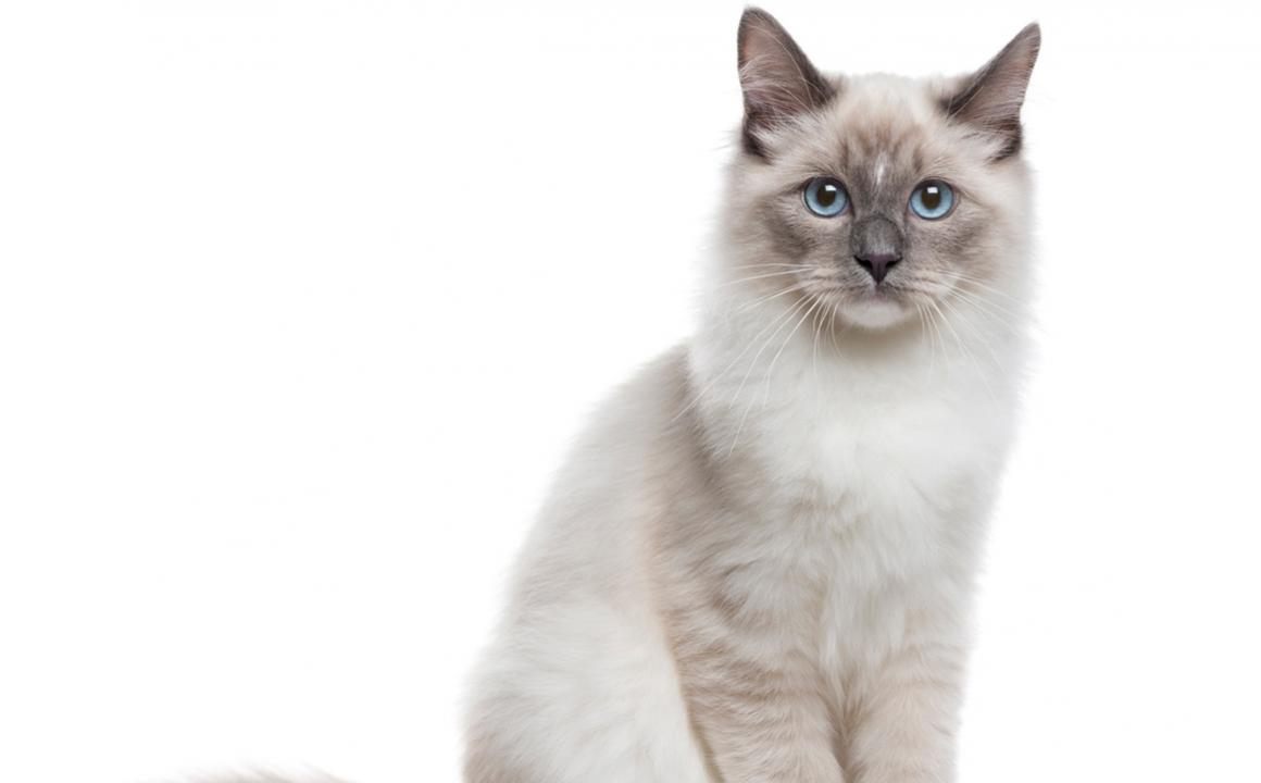 Vomito giallo gatti: cause e trattamenti