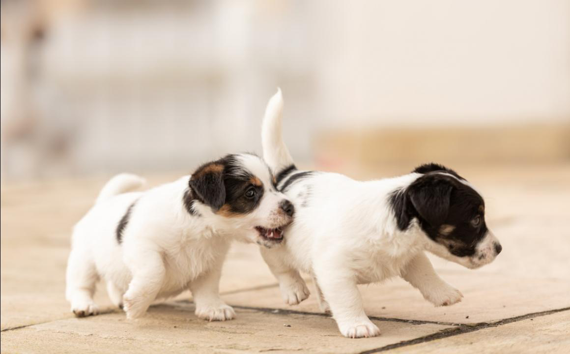 &iquest;C&oacute;mo ense&ntilde;ar a un cachorro? Conoce las pautas b&aacute;sicas