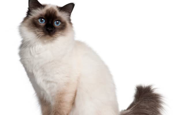 Anatom&iacute;a del gato: &oacute;rganos, huesos y curiosidades del cuerpo felino