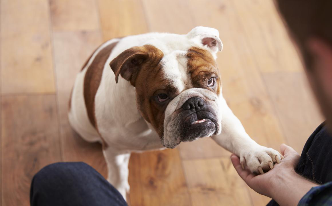 Mon chien a les yeux rouges: Pourquoi et comment le traiter