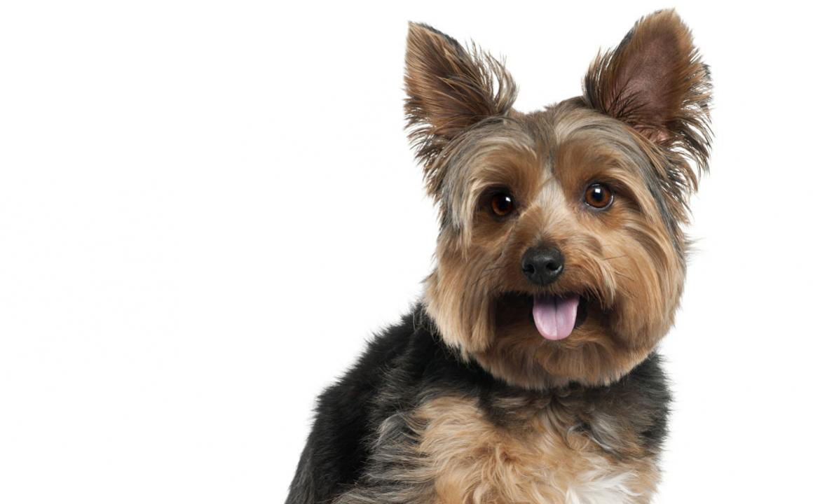 Anemia regenerativa en perros