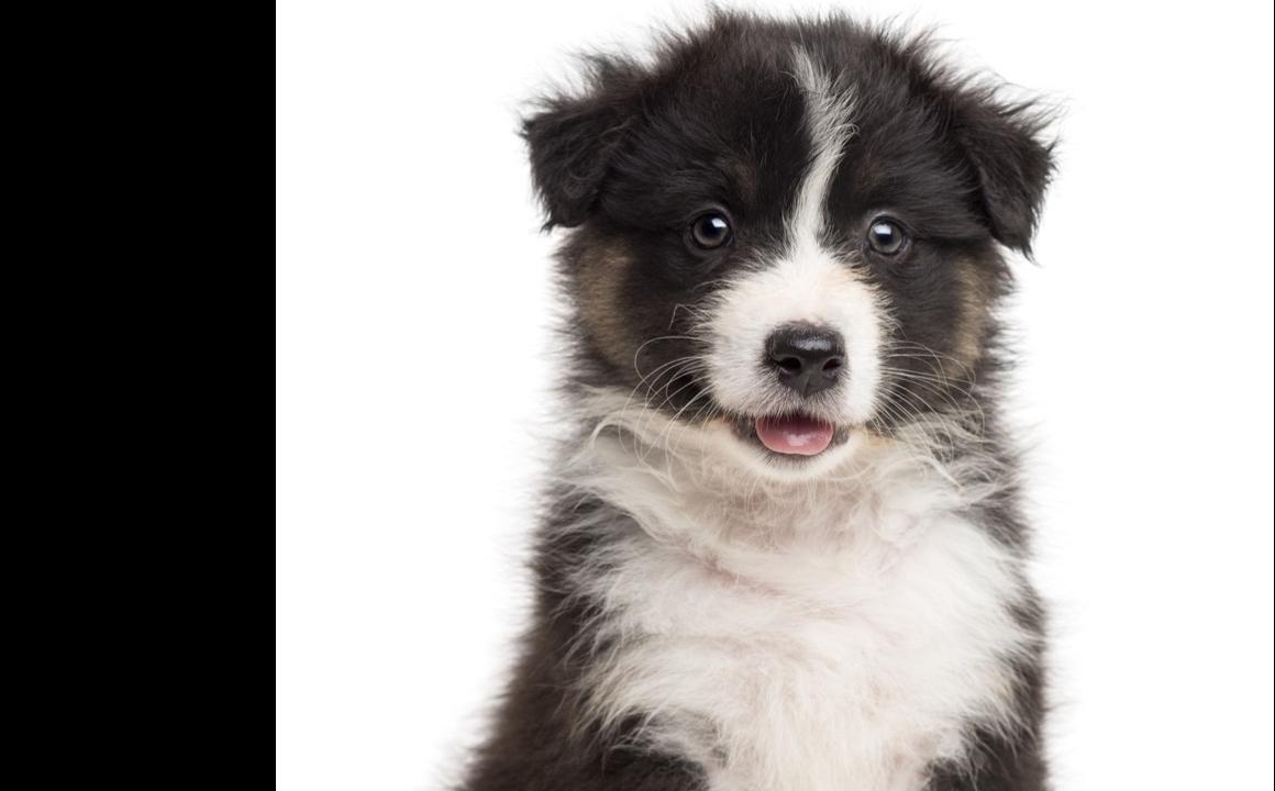 Quand finit la croissance du chien ?