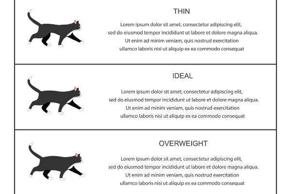 Tabla de peso ideal para gatos por edad y su raza