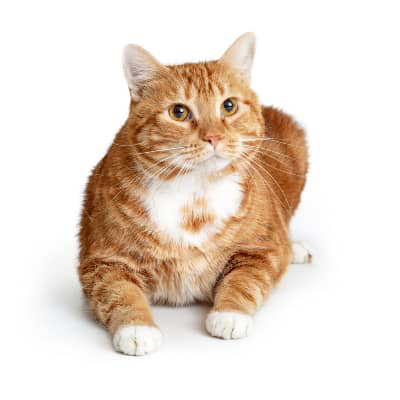 Garfield syndrome and obesity in cats