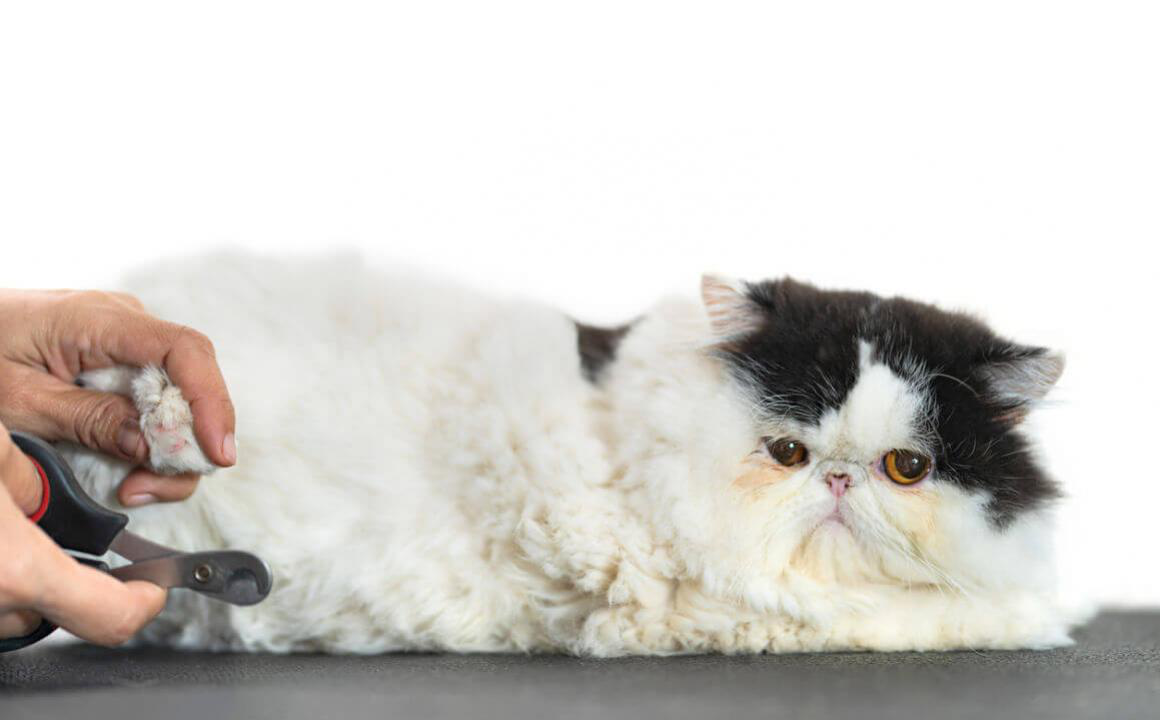 C&oacute;mo cortar las u&ntilde;as a tu gato f&aacute;cilmente