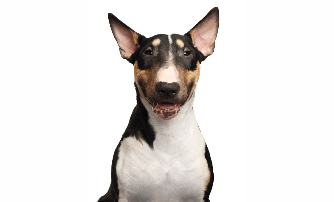 _bull-terrier-2.jpg
