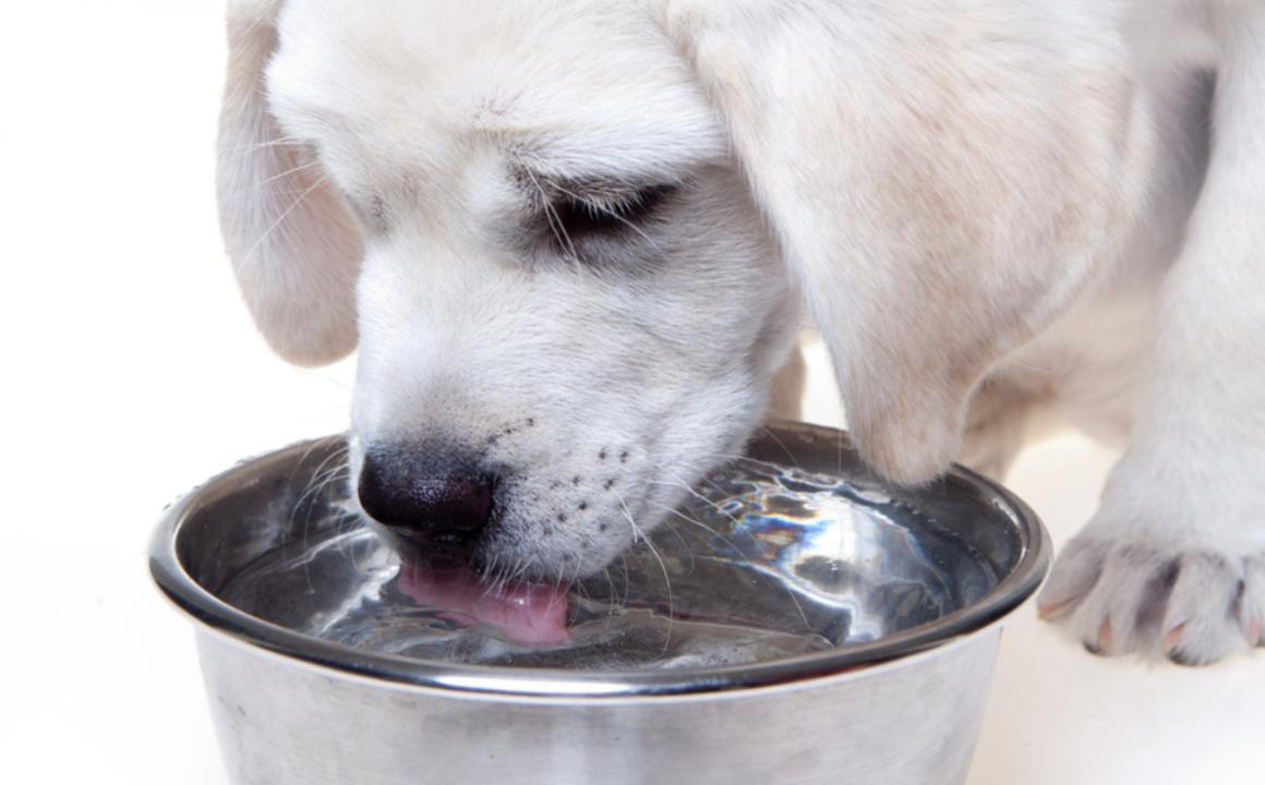 Mi perro no bebe agua: &iquest;qu&eacute; puedo hacer?