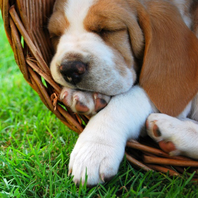 Mi cachorro se activa por la noche: causas y recomendaciones