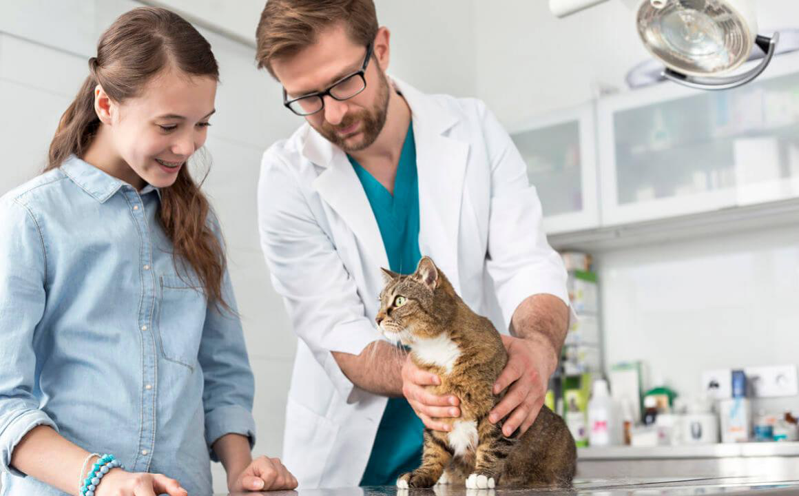 &iquest;En qu&eacute; consiste la esterilizaci&oacute;n de gatos? Riesgos y beneficios