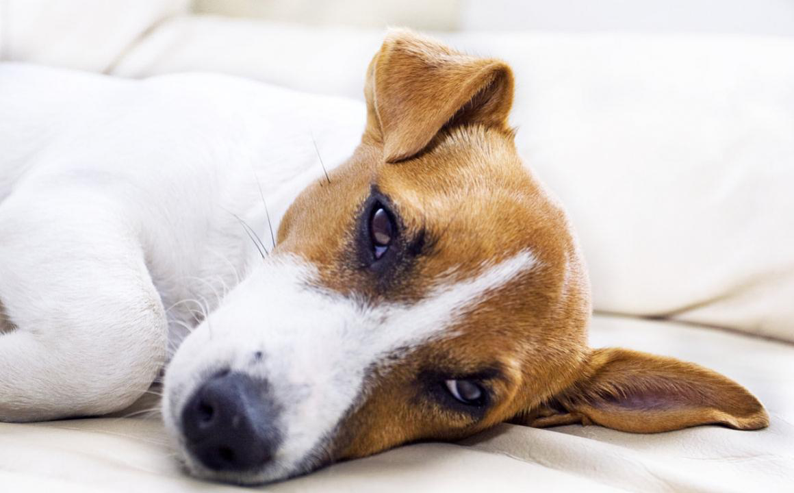 Ulc&egrave;re du chien : causes, sympt&ocirc;mes et traitement