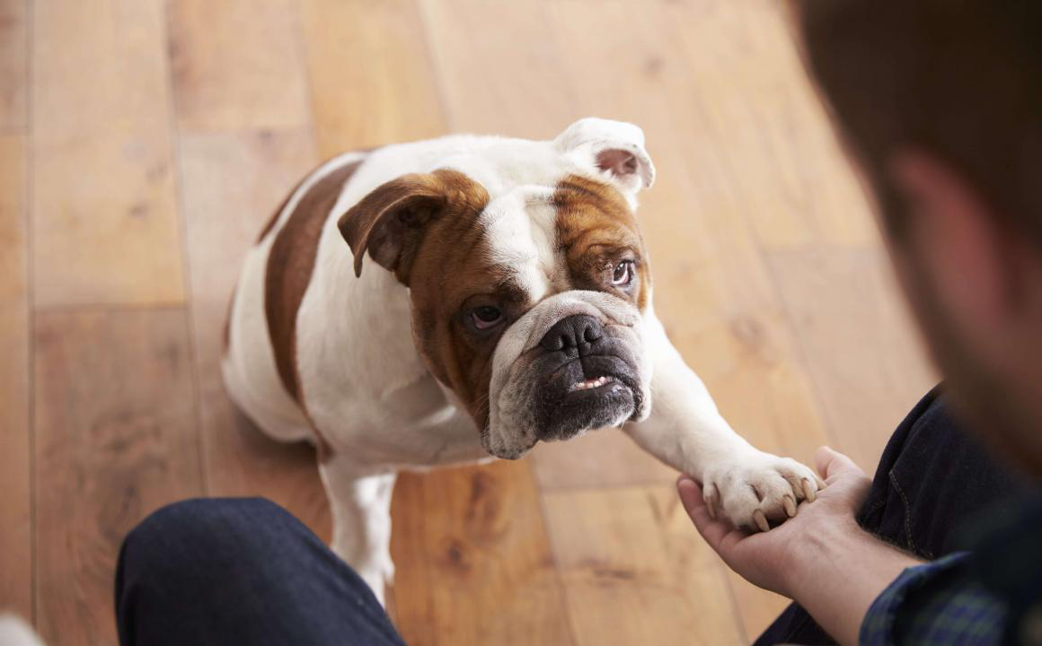 Il mio cane zoppica, cosa devo fare?