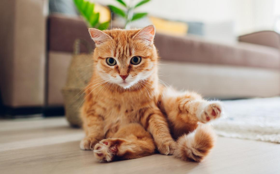 &iquest;C&oacute;mo curar los hongos en gatos?