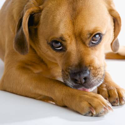 ZAMPA GONFIA NEL CANE: LE CAUSE PI&Ugrave; COMUNI