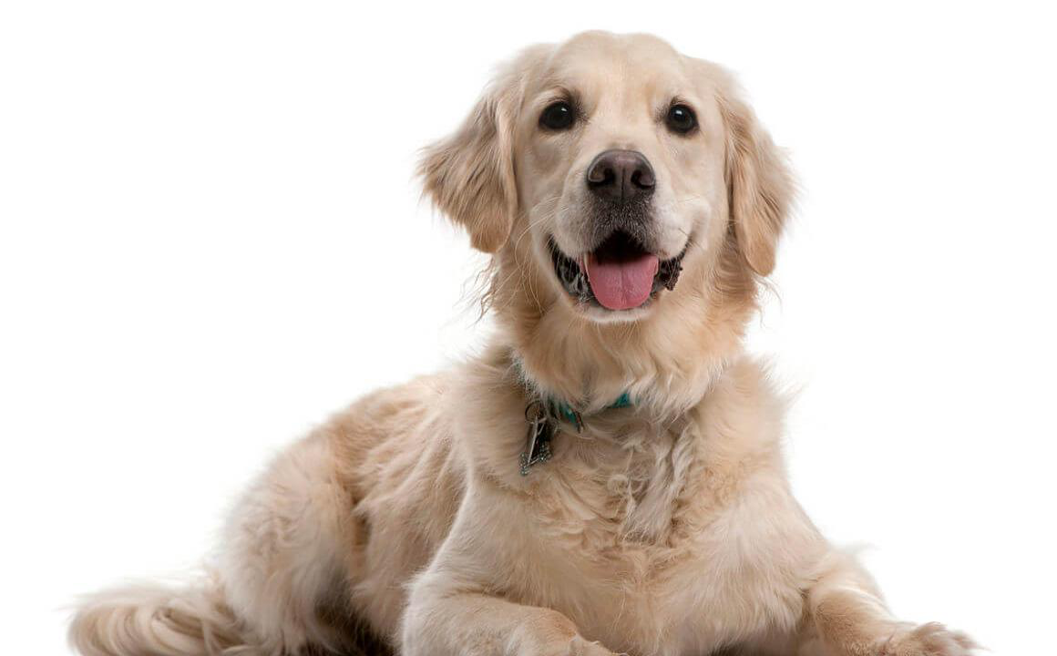 Il mio cane ansima molto, perch&eacute; lo fa?