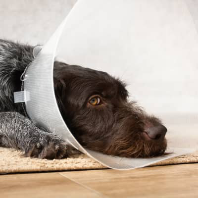 Mi perro llora despu&eacute;s de la operaci&oacute;n: &iquest;es normal?