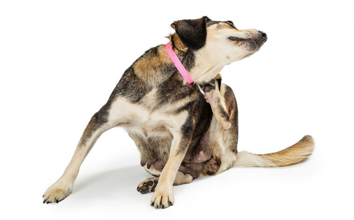 MALADIES DE PEAU DU CHIEN ET CRO&Ucirc;TES