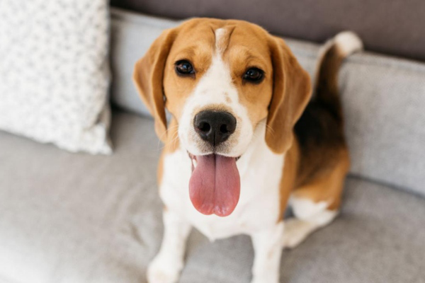 C&acirc;inele Beagle